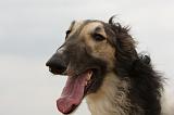 BARZOI 153